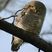 Jungle Owlet